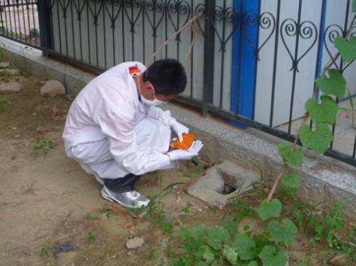 教你遇到白蟻該如何去處理，處理的方法有那些？